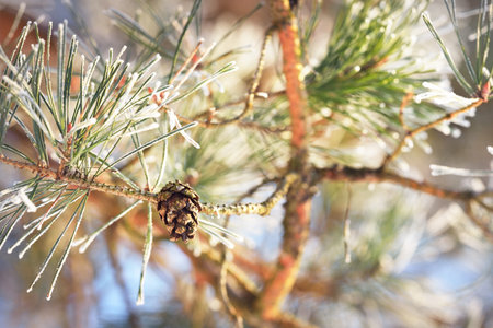 The young spruce tree branch with a cone, needles close-up. Coniferous forest at sunset. Pure evening light. Lapland, Finlandの写真素材