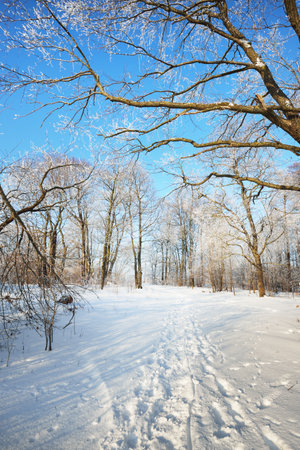 A pathway through the old city park after a blizzard, tall tree trunks close-up. Hoar frost on branches. Human tracks in the fresh snow. Shadows on the ground. Clear blue sky. Latvia. Winter sceneの写真素材