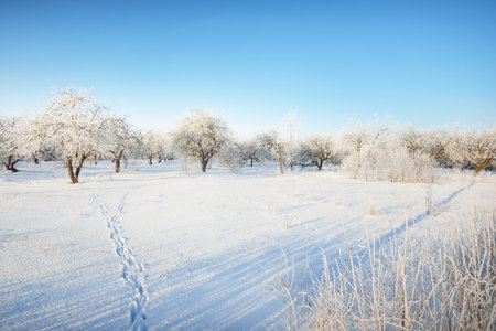 Frosty trees and a human tracks in a fresh snow close-up, Latvia. Clear blue sky. Winter country landscape. Reforestation, environmental conservation themeの写真素材