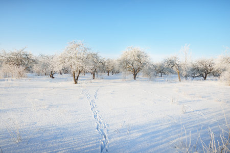 Frosty trees and a human tracks in a fresh snow close-up, Latvia. Clear blue sky. Winter country landscape. Reforestation, environmental conservation themeの写真素材