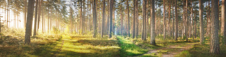 Pathway through the evergreen forest in a fog. Ancient pine, spruce, fir tree silhouettes close-up. Atmospheric landscape. Sun rays, golden light. Nature, ecology, fantasy, fairytale. Panoramic viewの写真素材