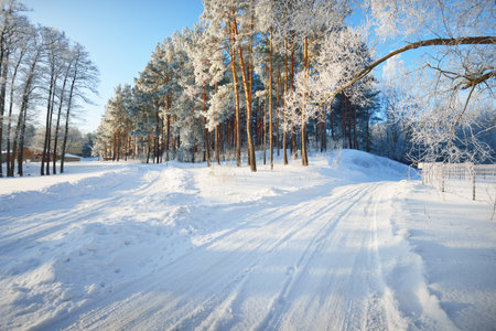 Snow-covered country road through the village. Tall pine trees in hoarfrost, warm sunlight. Clear winter day. Latviaの写真素材