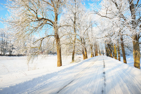 An empty snow-covered alley through the tall frosty trees on a clear day. Shadows on the ground. Bright blue sky, warm sunlight. Latviaの写真素材