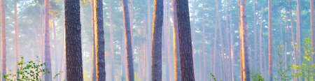 Panoramic view of majestic evergreen pine forest in a fog. Ancient tree silhouettes close-up. Atmospheric dreamlike landscape. Sun rays, pure sunlight. Nature, fantasy, fairytale. Graphic resourcesの写真素材