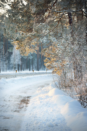 Snow-covered cobblestone road the highway in a pine forest. Tall trees in hoarfrost, warm sunlight. Human tracks in a fresh snow. Winter rural scene. Latviaの写真素材