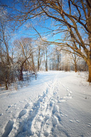 A pathway through the old city park after a blizzard, tall tree trunks close-up. Hoar frost on branches. Human tracks in the fresh snow. Shadows on the ground. Clear blue sky. Latvia. Winter sceneの写真素材