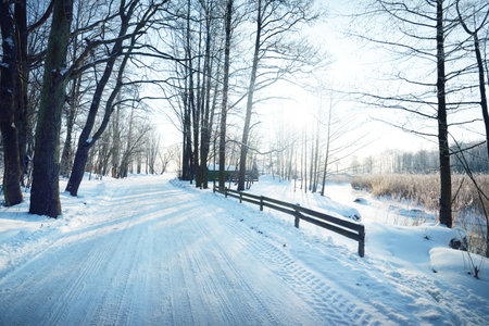 Snow-covered dirt road near small frozen river. Tall trees in hoarfrost, warm sunlight. Human and car tracks in a fresh snow. Winter rural scene. Latviaの写真素材