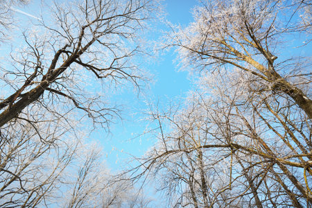 Low angle view of the old city park after a blizzard, tall tree trunks close-up. Hoar frost on branches. Clear blue sky. Warm sunlight. Latviaの写真素材