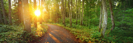 An old road (pathway) through the green forest. Ancient trees, moss and plants close-up. Sunbeams through the tree trunks. Panoramic view. Ecology, eco tourism, environmental conservation, pure natureの写真素材