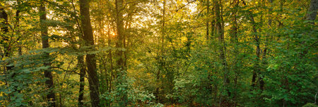Picturesque panoramic view of the dark mysterious evergreen pine forest. Ancient trees, moss and plants close-up. Ecology, eco tourism, environmental conservation, pure natureの写真素材