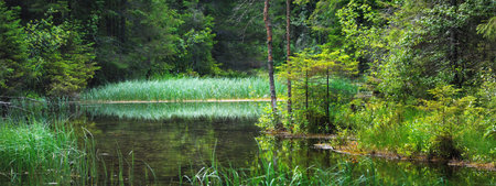 Crystal clear blue forest lake and spring, reflections on the water, evergreen trees close-up. Breathtaking panoramic view. Endla nature reserve, Estonia. Eco tourism, travel destinations, environmentの写真素材