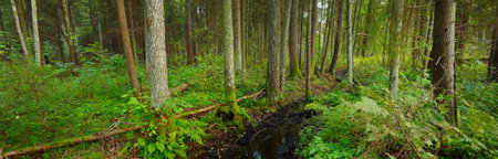 Picturesque panoramic view of the dark mysterious evergreen pine forest. Small river, ancient trees, moss and plants close-up. Ecology, eco tourism, environmental conservation, pure natureの写真素材