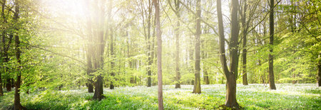 Green forest and white blooming wild garlic (Allium ursinum) in Stochemhoeve, Leiden, the Netherlands. Picturesque panoramic spring landscape. Travel destinations, eco tourism, ecology, pure natureの写真素材