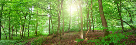 Panoramic view of the mysterious green summer beech forest in Presberg, Germany. Sunlight through the tree trunks. Environmental conservation, ecology, pure nature, eco tourismの写真素材