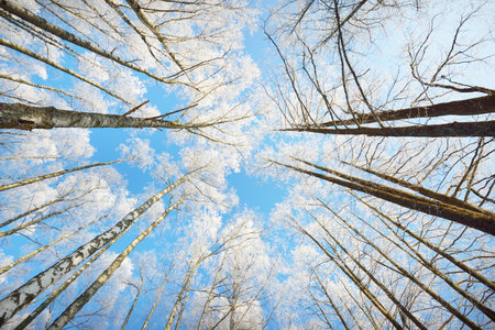 Low angle view of the birch forest after a blizzard, tree trunks close-up. Hoar frost on branches. Clear blue sky. Warm sunlight. Latviaの写真素材