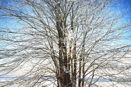 A tree after a blizzard. Hoar frost on the branches. Pure morning sunlight. Falling snowflakes. Clear blue sky. Winter wonderland. Idyllic winter scene. Finlandの写真素材