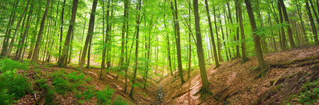 Panoramic view of the mysterious green summer beech forest in Presberg, Germany. Sunlight through the tree trunks. Environmental conservation, ecology, pure nature, eco tourismの写真素材