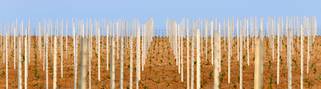 Young wine crops on a field in Pfalz, Germany. Panoramic view. Idyllic rural scene, landscape. Traditional craft, agriculture, farm and food industryの写真素材