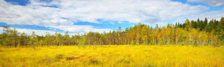 Picturesque panoramic view of the natural forest bog in Latvia. Pine trees in the background. Ecology, environmental conservations, pure nature, national park, eco tourismの写真素材