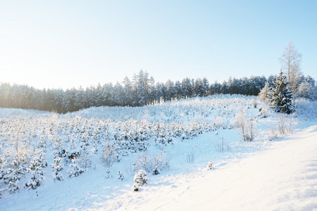 Small young fir trees after a blizzard, close-up. Deforestation in the northern pine tree forest. Winter natural pattern. Environmental conservation in Finlandの写真素材