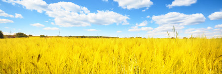 Picturesque panoramic view of the countryside agricultural field. Idyllic rural scene. Platz, Germany. Ecology. alternative production, farm, food industry, environmental damage and conservationの写真素材