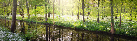 Small river in a green Stochemhoeve park in Leiden, the Netherlands. Picturesque panoramic spring landscape. Travel destinations, eco tourism, ecology, pure nature, environmental conservationの写真素材