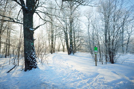 A pathway through the old city park after a blizzard, tall tree trunks close-up. Hoar frost on branches. Human tracks in the fresh snow. Shadows on the ground. Clear blue sky. Latvia. Winter sceneの写真素材