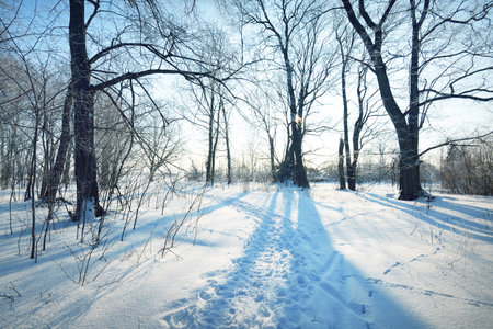 A pathway through the old city park after a blizzard, tall tree trunks close-up. Hoar frost on branches. Human tracks in the fresh snow. Shadows on the ground. Clear blue sky. Latvia. Winter sceneの写真素材