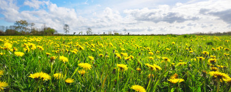Blooming yellow dandelion field in a village in the Netherlands. Picturesque panoramic spring landscape. Idyllic rural scene. Travel destinations, eco tourism, ecology, pure natureの写真素材