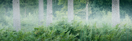 Dark evergreen forest in a fog at sunset. Picturesque panoramic scenery. Atmospheric landscape. Pure nature, ecology, environmental conservation, eco tourism. Fairytale, silence, loneliness, darknessの写真素材