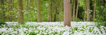 Green forest and white blooming wild garlic (Allium ursinum) in Stochemhoeve, Leiden, the...