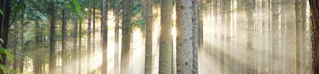 Panoramic view of majestic evergreen forest. Ancient pine tree silhouettes close-up. Sun rays, pure sunlight. Atmospheric dreamlike summer landscape. Nature, ecology, environment, fantasy, fairytaleの写真素材