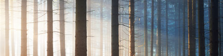 Panoramic view of the majestic evergreen forest in a morning fog. Ancient pine tree silhouettes close-up. Atmospheric dreamlike summer landscape. Sun rays. Nature, ecology, fantasy, fairytaleの写真素材