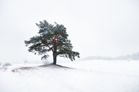 An ancient tree in a white mist after a blizzard, close-up. Mysterious winter scene. Latvia. Dark forest silhouettes in the background. Concept art, graphic minimalism. Atmospheric landscapeの写真素材