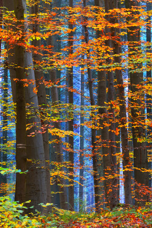 Colorful beech trees, tree trunks close-up. Idyllic fairy autumn landscape. Green, orange and yellow leaves. Mysterious blue light in the background. Environmental conservation in Heidelberg, Germanyの写真素材