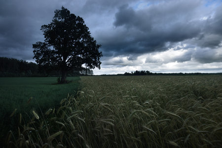 A lonely oak tree between the green forest and agricultural crop field, close-up. Dramatic sky with dark clouds after a thunderstorm. Latvia. Cyclone, storm, meteorology, ecologyの写真素材