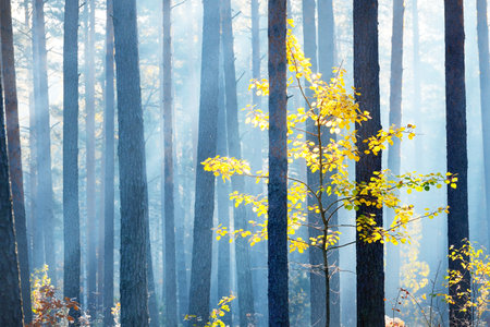 A small golden deciduous tree in evergreen pine forest at sunrise, close-up. Morning fog. Sunlight flowing through the tree trunks. Idyllic landscape. Environmental conservation in Finlandの写真素材