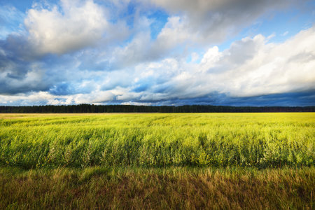 Country agricultural field after the rain. Dramatic sky, epic cloudscape. Fickle weather. Latvia. Cyclone, storm, meteorology, ecology, climate change, natural phenomenonの写真素材