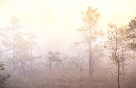 Bog in a morning mist at sunrise. Young pine trees and forest floor of blooming heather flowers, close-up. Clear sky. Idyllic landscape. Environmental conservation in Kemeri national park, Latviaの写真素材
