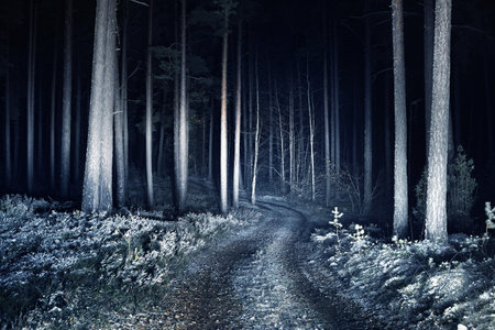 Illuminated snow-covered S shape rural road through the tall trees at night, Germany. Scary forest scene. Tree silhouettes in the dark. Dangerous winter driving, environmental conservation themeの写真素材