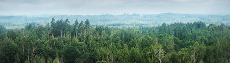 Picturesque panoramic aerial view of the green trees in the forest before the rain. Dramatic stormy sky. Seasons, travel destinations, ecology, pure natureの写真素材