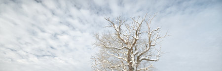 Silhouette of a snow-covered tree against cloudy blue sky. Classic cloudscape. Winter wonderland. Christmas vacations, eco tourism, seasons, nature, landscape. Picturesque panoramic viewの写真素材