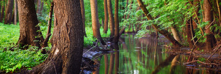 Picturesque panoramic view of the dark mysterious evergreen pine forest. Ancient trees, moss and plants close-up. Ecology, eco tourism, environmental conservation, pure natureの写真素材
