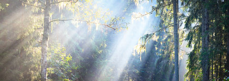 Sun rays flowing through the tree trunks of the evergreen forest. Fairy summer landscape. Pine trees close-up. Sigulda, Latvia. Picturesque panoramic scenery. Pure nature, environmental conservationの写真素材
