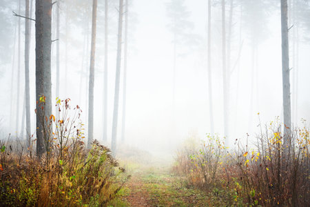 Single lane rural road (pathway) through the pine forest in a white mist. Atmospheric autumn landscape. Finlandの写真素材