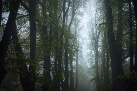 Low angle shot of the tall golden linden trees in a thick morning fog, Germany. Alley in a city park. Natural tunnel. Mysterious autumn landscape. Concept imageの写真素材