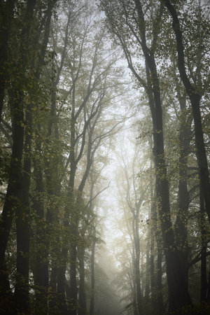 Low angle shot of the tall golden linden trees in a thick morning fog, Germany. Alley in a city park. Natural tunnel. Mysterious autumn landscape. Concept imageの写真素材