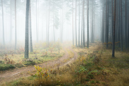 Single lane rural road (pathway) through the pine forest in a white mist. Atmospheric autumn landscape. Finlandの写真素材
