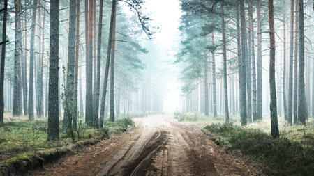 Single lane rural road (pathway) through the pine forest in a white mist. Atmospheric autumn landscape. Finlandの写真素材