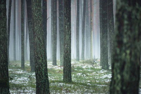 First snow in the misty autumn forest. Green grass, tall mossy pine tree trunks close-up. Natural background. Atmospheric landscape. Finlandの写真素材